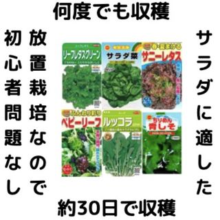 【すぐに何度でも収穫できるサラダ野菜の種6セット！】ベランダ、プランター(野菜)