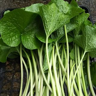 伊豆天城産生山葵茎１kg(野菜)