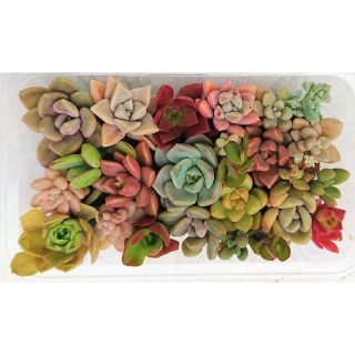 多肉植物 カット苗 パック 12(その他)