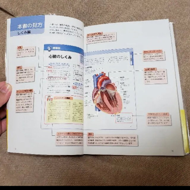 (6/8処分)美しい人体図鑑 : 多彩なイラストで初心者にもわかりやすい エンタメ/ホビーの本(健康/医学)の商品写真