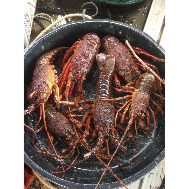 食品送込）本州最南端の地より　活け伊勢エビ　キズモノ約２キログラム（和歌山県産）