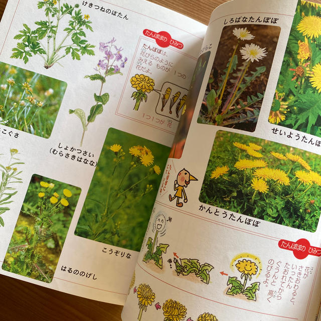 学研 - ふれあいこどもずかん春夏秋冬 きせつのしぜん 第2版の 学研 - ふれあいこどもずかん春夏秋冬 きせつのしぜん 第2版の