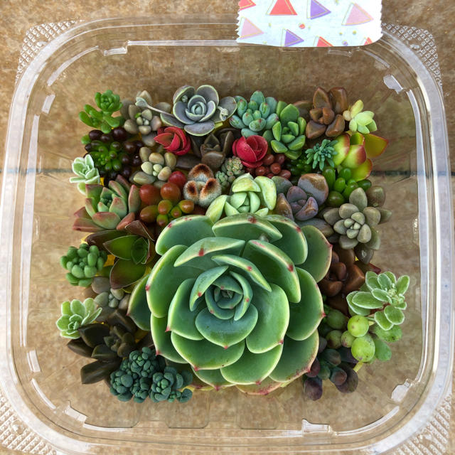 多肉植物✩.*˚七福神の寄せ植えセットの通販 by ゆうか's shop|ラクマ 多肉植物✩.*˚七福神の寄せ植えセットの通販 by ゆうか's shop|ラクマ