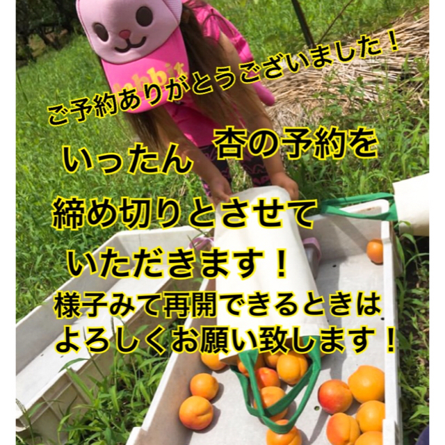 杏  長野県森産  6月14日以降収穫開始予定 予約終了  ７／1収穫終了 食品/飲料/酒の食品(フルーツ)の商品写真