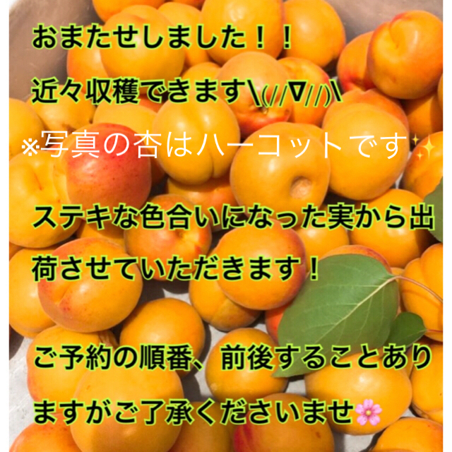 杏  長野県森産  6月14日以降収穫開始予定 予約終了  ７／1収穫終了 食品/飲料/酒の食品(フルーツ)の商品写真