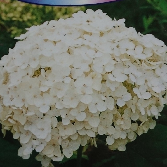 アナベル アジサイ 白花 根付き ハンドメイドのフラワー/ガーデン(その他)の商品写真