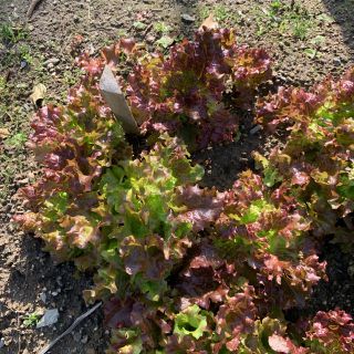 サニーレタスの小苗　10株　無農薬(野菜)