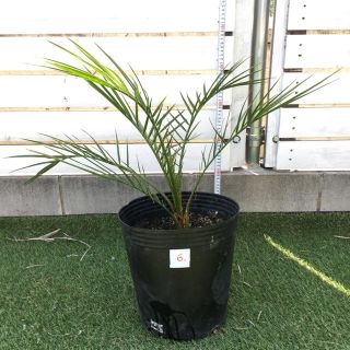  カナリーヤシ フェニックス　ヤシの木　庭木 観葉植物　西海岸リゾート No.6