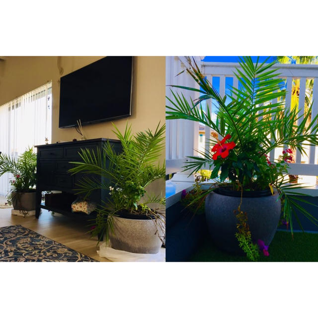 カナリーヤシ フェニックス ヤシの木 庭木 観葉植物 西海岸 直接引渡可no 3の通販 By Mint48 S Shop ラクマ カナリーヤシ フェニックス ヤシの木 庭木 観葉植物 西海岸 直接引渡可no 3の通販 By Mint48 S Shop ラクマ