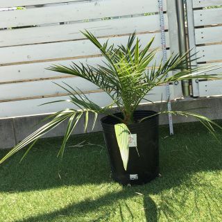 カナリーヤシ フェニックス ヤシの木　庭木 観葉植物　西海岸 リゾート No.2(その他)