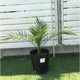 カナリーヤシ フェニックス ヤシの木 庭木 観葉植物 西海岸 リゾート No.1(その他)