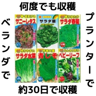【すぐに何度でも収穫できるサラダ野菜の種6セット！】ベランダ、プランター(野菜)