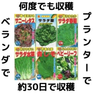 【すぐに何度でも収穫できるサラダ野菜の種6セット！】ベランダ、プランター(野菜)