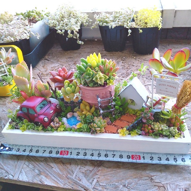 ぶんぶん様 専用 多肉植物 寄せ植え   ハンドメイドのフラワー/ガーデン(その他)の商品写真