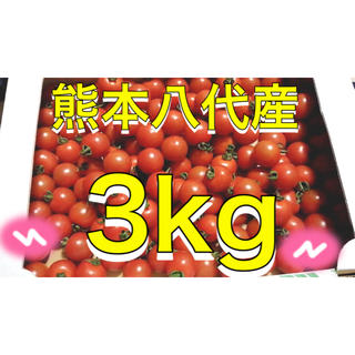 熊本八代産ミニトマト3kg(野菜)
