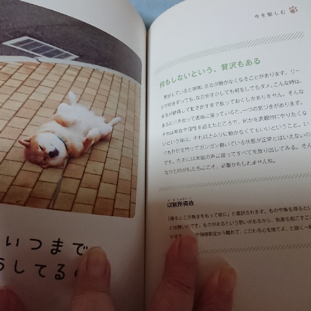 柴犬まるのワン若心経 エンタメ/ホビーの本(人文/社会)の商品写真