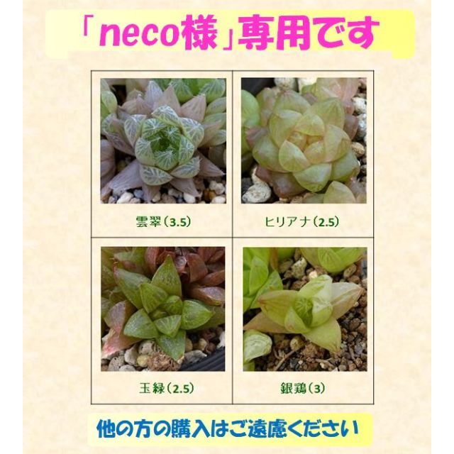 多肉植物 【0228】  ハオルチア４種セット　⑥　　他 ハンドメイドのフラワー/ガーデン(その他)の商品写真