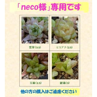 多肉植物 【0228】  ハオルチア４種セット　⑥　　他(その他)