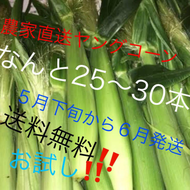 農家直送ヤングコーンなんと25〜30本５月下旬から６月発送予定‼️今だけ値下げ 食品/飲料/酒の食品(野菜)の商品写真