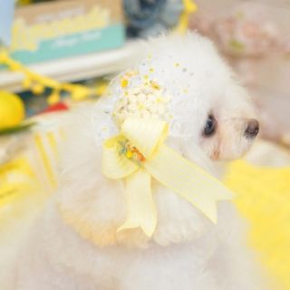 サーカス(circus)の完売♡サマーハットミニ超小型犬用(犬)