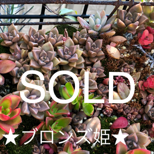 最新の激安 多肉植物、ブロンズ姫、2ポット、抜き苗♪ その他 - idp.gov.ge