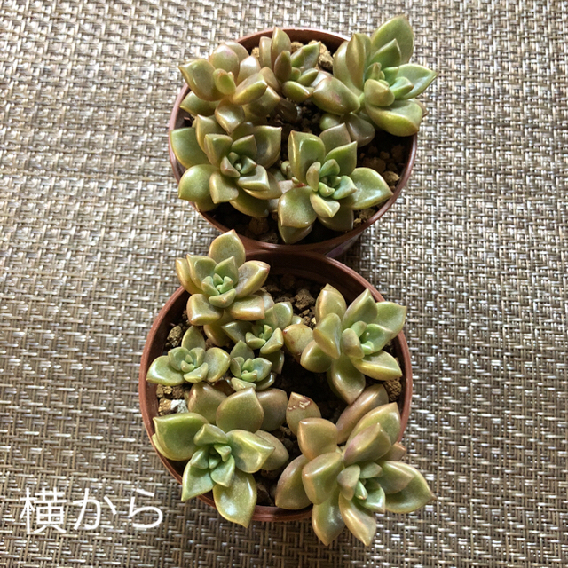 即納新品】 多肉植物、ブロンズ姫、2ポット、抜き苗♪の通販 by