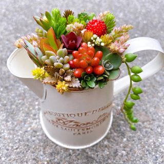 カラフル❤️可愛い☆寄せ植え☆このまま飾れます☆多肉植物の カラフル❤️可愛い☆寄せ植え☆このまま飾れます☆多肉植物の