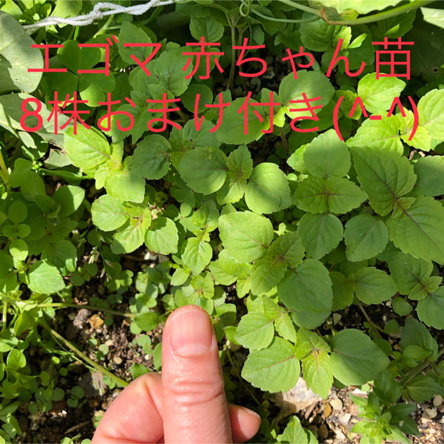 エゴマ苗 8株 おまけ付き(^-^) ハンドメイドのフラワー/ガーデン(プランター)の商品写真