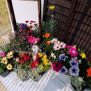 新鮮！産地直送★花農家オススメ春から開花の花苗20個セット★送料込(その他)