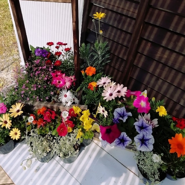 産地直送★花農家オススメ春から開花の花苗20個セット★送料込 ハンドメイドのフラワー/ガーデン(その他)の商品写真