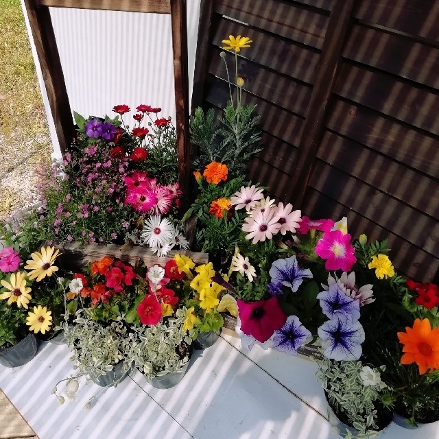 産地直送★花農家オススメ春から開花の花苗20個セット★送料込 ハンドメイドのフラワー/ガーデン(その他)の商品写真