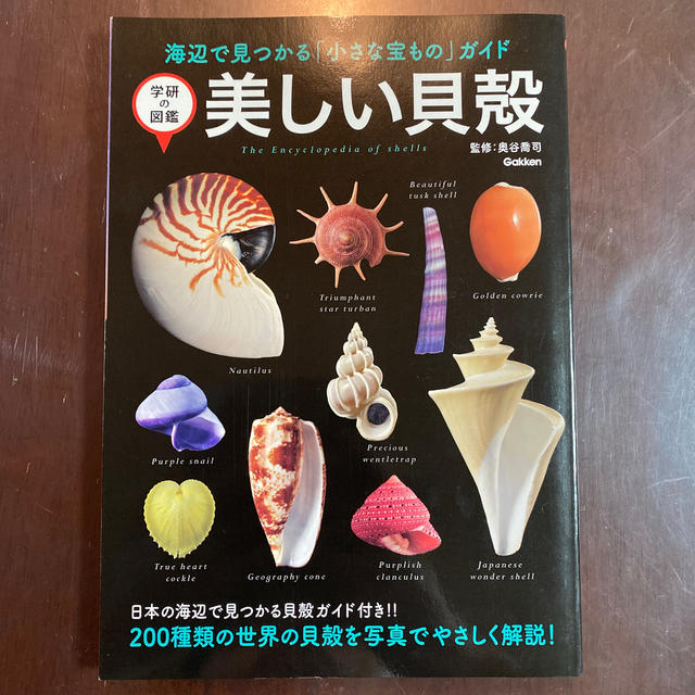 学研(ガッケン)の美しい貝殻 海辺で見つかる「小さな宝もの」ガイド エンタメ/ホビーの本(人文/社会)の商品写真