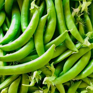 スナップエンドウ  (野菜)