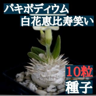 種子10粒　塊根植物　パキポディウム　白花恵比寿笑い(その他)