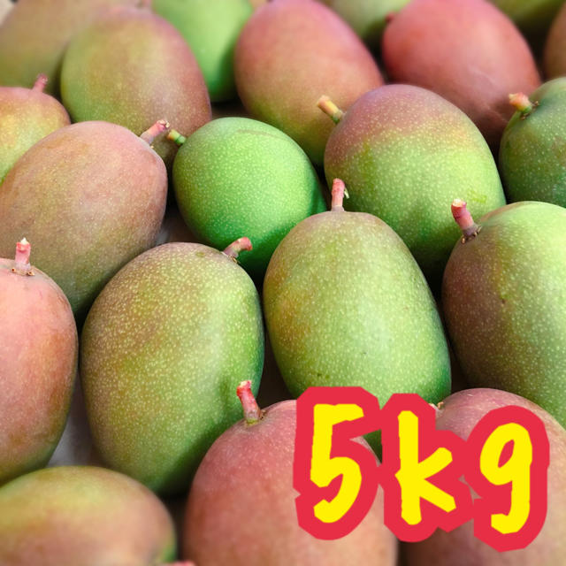 宮崎県産 グリーンマンゴー 5kg - フルーツ