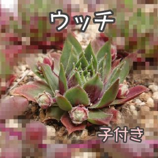 多肉植物　ウッチ(子持ち)(その他)