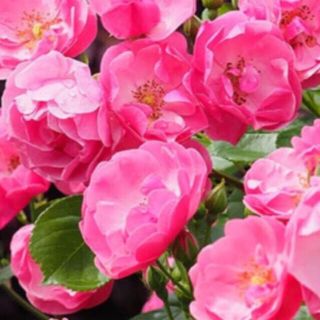 アンジェラ　薔薇　苗　花が咲いてしまいました。(プランター)