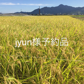 [jyun様予約品] 長野県産 天日干しコシヒカリ精米20kg(米/穀物)