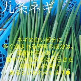 免疫UP！！九条ネギ　無農薬　野菜　根付き　3キロ(野菜)