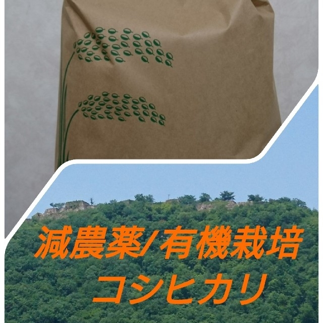 コシヒカリ20キロ(玄米)