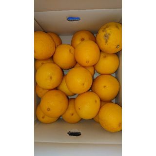 ☆訳あり品☆温室 小夏 2Lサイズ 5kg 高知県産(フルーツ)