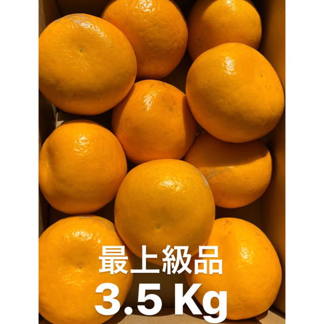 愛媛　最上級品　宇和ゴールド紅　3.5Kg   美生柑　河内晩柑　みかん 食品/飲料/酒の食品(フルーツ)の商品写真