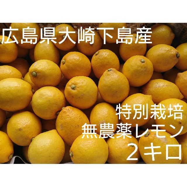 無農薬！広島県大崎下島産 特別栽培レモン ２キロ 食品/飲料/酒の食品(フルーツ)の商品写真