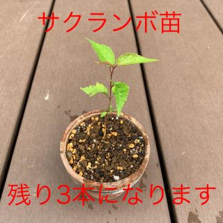 桜の苗木　1本(プレゼントつき)(その他)