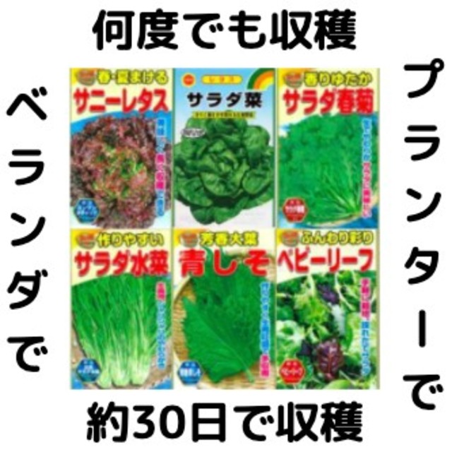 【すぐに何度でも収穫できるサラダ野菜の種6セット！】ベランダ、プランター 食品/飲料/酒の食品(野菜)の商品写真