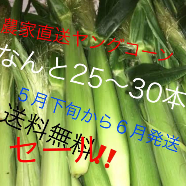 セールヤングコーン値下げ今だけ6月発送予定品‼️ 食品/飲料/酒の食品(野菜)の商品写真