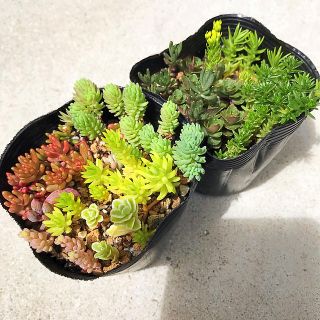 多肉植物　カット苗　寄せ植え　抜き苗(その他)