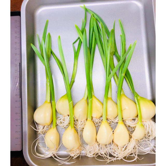 【5/8-9収穫予定】青森県産福地ホワイト6片使用 スプラウトにんにく20本 食品/飲料/酒の食品(野菜)の商品写真