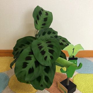 観葉植物　カラテア　マランタ①(その他)