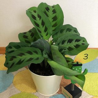 観葉植物　カラテア　マランタ③(その他)